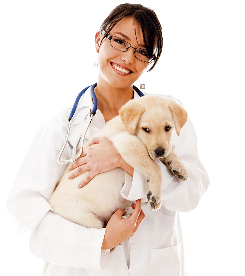 gestion de clinicas veterinarias